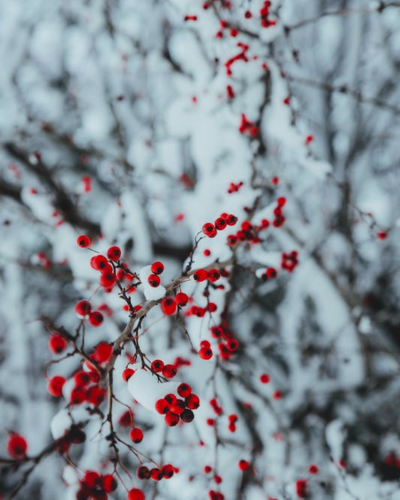 True Winter