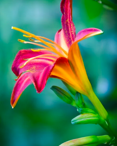 Bright Spring